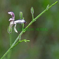 Aushadhi Herbal Andrographolides, Grade : Water