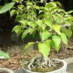 Babul Bark Extract