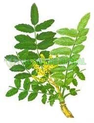 Aushadhi Herbal Boswellia Akba Extract