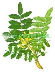 Aushadhi Herbal Boswellia Serrata, Form : Powder