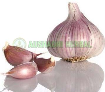 Garlic Extract