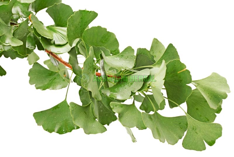 Aushadhi Herbal Ginkgo Biloba Extract