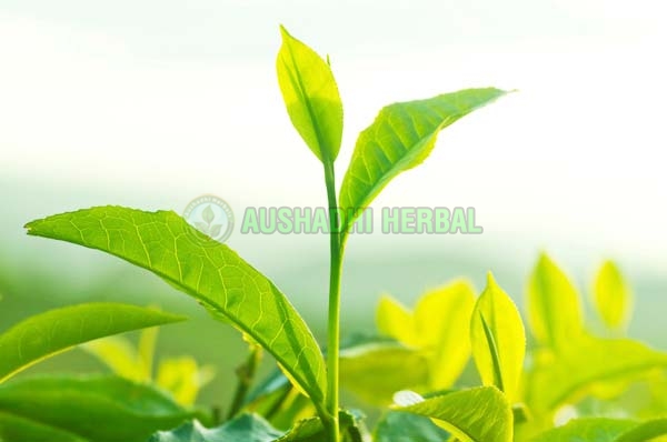 Organic green tea extract, Packaging Type : Packet, Plastic Bag