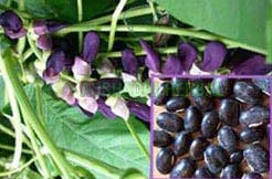 Aushadhi Herbal Jamun Extract, for It is used in diabetes, sweet sour, diuretic, digestive anthelmintic.
