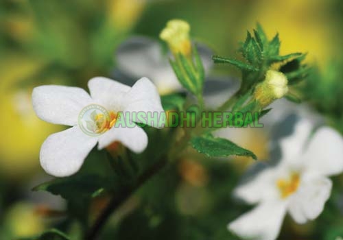 Kalmegh Extract, Botanical Name : Andrographis paniculata Herb