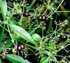 Aushadhi Herbal Manjistha Extract, for wood; cotton silk.