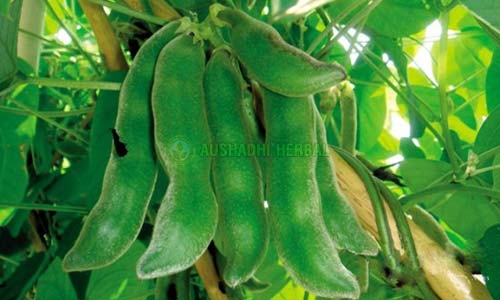 Aushadhi Herbal Mucuna Extract