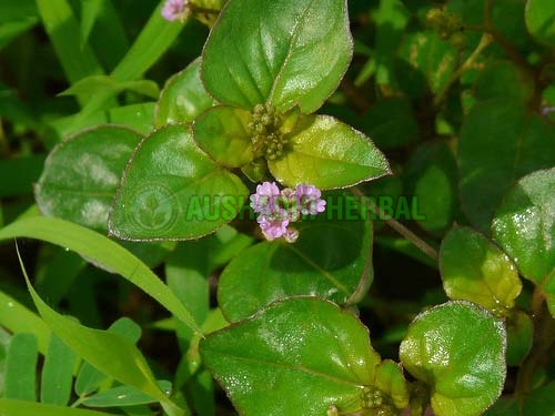 Aushadhi Herbal Punarnava Extract