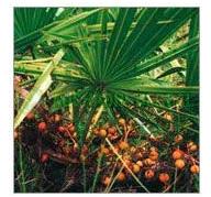 Aushadhi Herbal Saw Palmetto, Packaging Type : Bulk