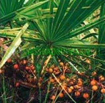 Aushadhi Herbal Saw Palmetto Extract, Packaging Type : Bulk