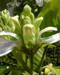 Aushadhi Herbal Vasaka Extract