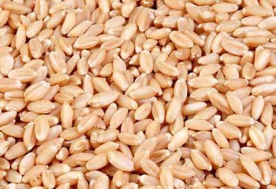 Natural Wheat Seeds, for Beverage, Flour, Style : Dried