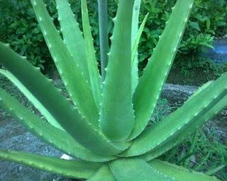 Raw Aloe Vera