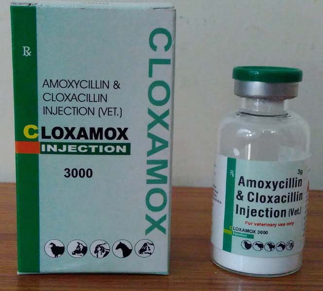 AMOXYCILLIN AND CLOXACILLIN INJECTION