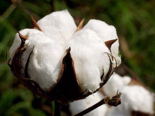 raw cotton