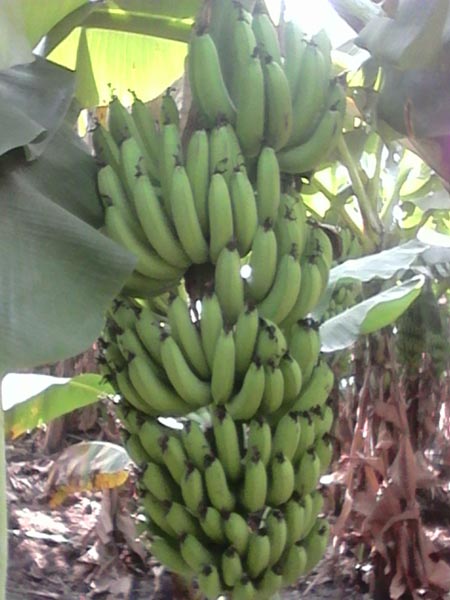 green banana