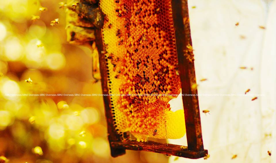 SBNJ OVERSEAS Bee Wax, Purity : 99.8%