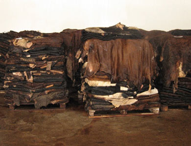buyers of raw hides