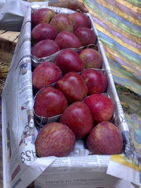 Fresh Red Kashmiri Apple