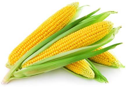 Frozen sweet corn