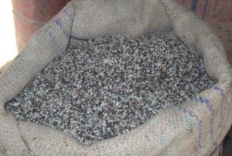 Non Bt Cotton Seeds, for Agriculture, Medicine