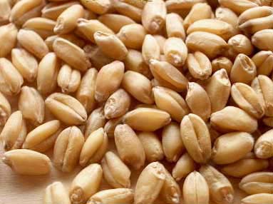 Organic Wheat Seeds, for Beverage, Flour, Food, Style : Dried