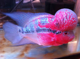 Super Red Dragon Flowerhorn Fishes