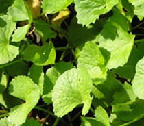 Fresh Vallarai Leaves