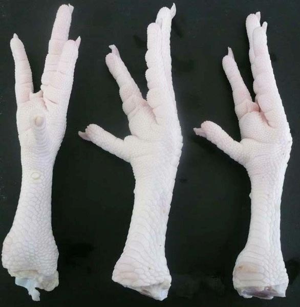 Brazilian Frozen Chicken Feet by Sinjai Global Industries Ltd ...