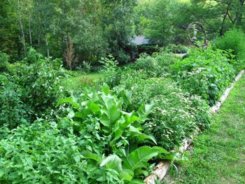 Organic medicinal herbs, for Ayurvedic Medicine, Color : Green
