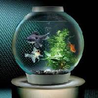 Small Fish Aquarium Tank