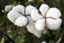 Organic Raw Cotton, for Textile Industry, Technics : Handloom, Machine Made