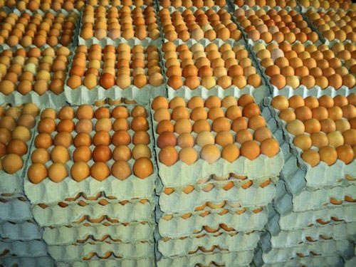 Fresh Table Eggs