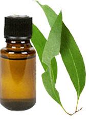 eucalyptus oil