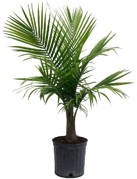 Palm Plant, Color : Green
