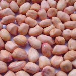 Java Peanut Kernels