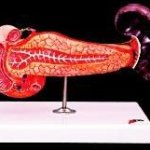 Pancrease, Duodenum, Spleen