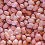 Peanut Kernel Java - 80/90 Count