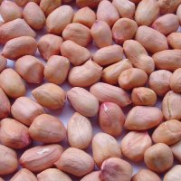 Organic Java Peanut Kernels, Shelf Life : 1year