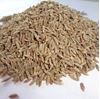 cumin seed