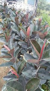 rabbur plant