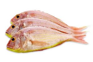 Fresh Pink Perch Fish