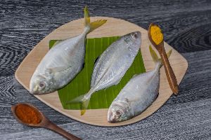 Fresh Trevally Fish