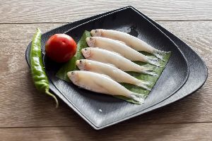 Fresh White Sardine Fish
