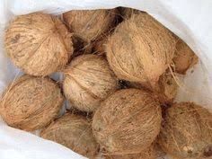 Fresh Coconut - Semi husked
