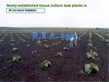 tissue culture plant of TEAK sagwan