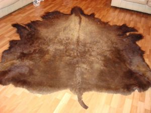 Buffalo Hides