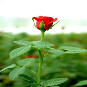 fresh red rose