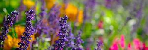 Lavender Massage Oil