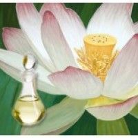 Lotus Flower Oil